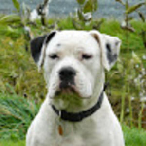 Meet your Posher, Joshua